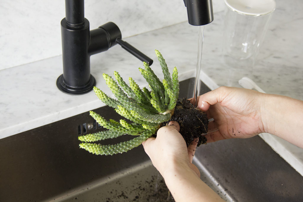 Processus pour faire pousser ses succulentes et cactus dans l'eau.