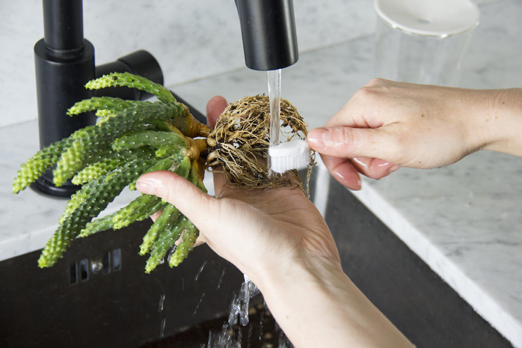 Process of growing succulents and cacti.