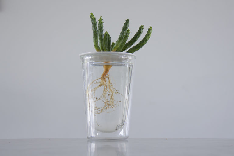How to grow succulents and cacti in water (hydroponically) Botanopia
