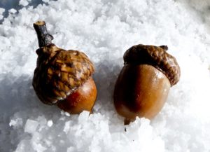 2 acorns in the snow. Photo