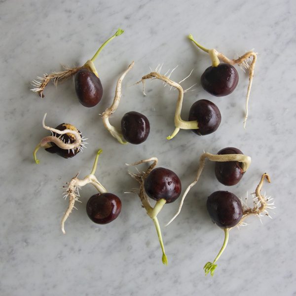 Wie man Eichel mit Botanopia Porzellan Vermehrung Keimung Platten wachsen. Prozess-Foto.