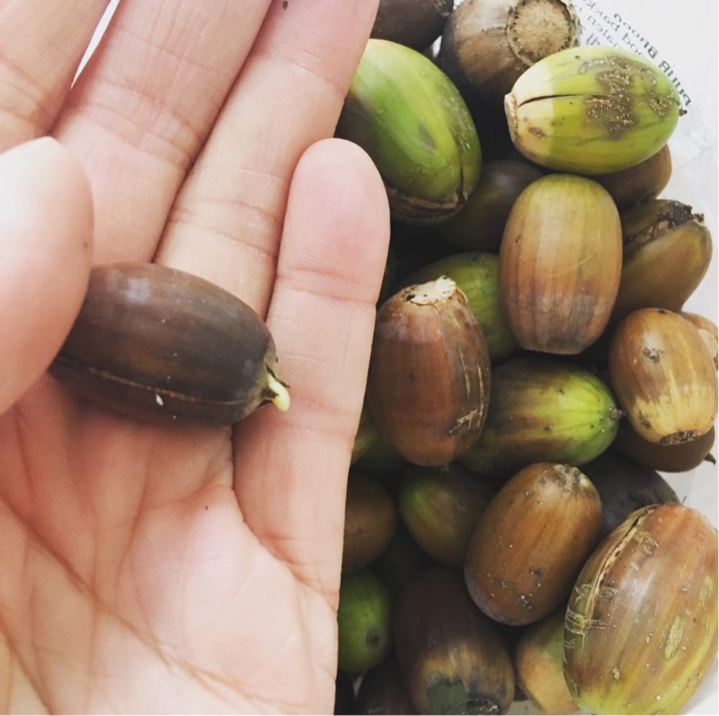 Acorn germination process. Photo