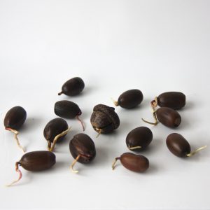 How to grow acorn with Botanopia porcelain propagation germination plates. Process photo.