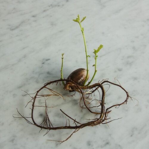 Wie man Eichel mit Botanopia Porzellan Vermehrung Keimung Platten wachsen. Prozess-Foto.