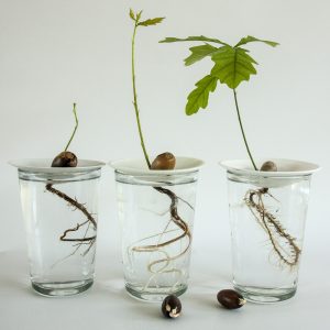 How to grow acorn with Botanopia porcelain propagation germination plates. Process photo