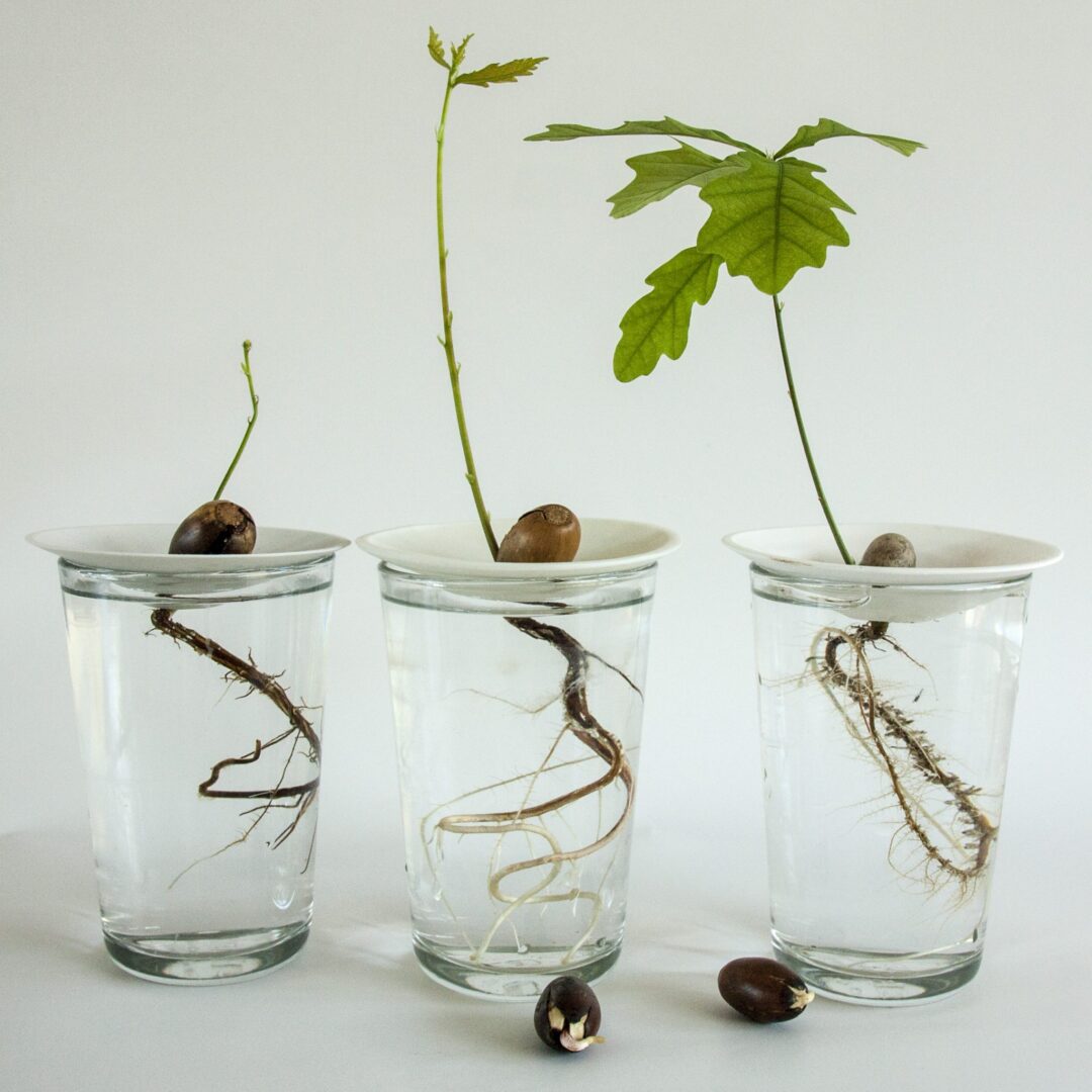 How to grow acorn with Botanopia porcelain propagation germination