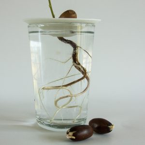 How to grow acorn with Botanopia porcelain propagation germination plates. Process photo