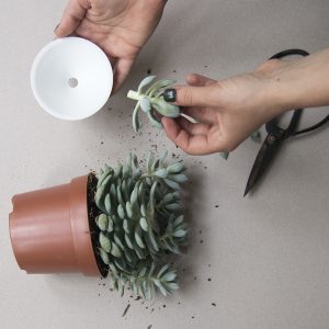How to propagate your cactus or succulent plants. Process photo.