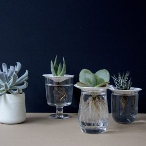 How to propagate your cactus or succulent plants. Tutorial by Botanopia