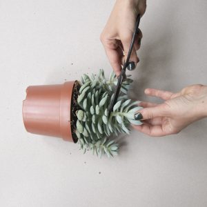 Comment multiplier tes cactus et tes plantes grasses. Photo de démonstration.