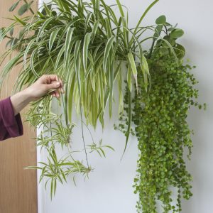 Propagation des boutures dans l'eau - Chlorophyton chevelu. Photo