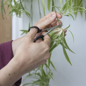 Voortplanting van stekken in water - Spinnenplant. Stap 1. Foto
