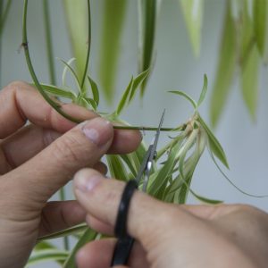 Voortplanting van stekken in water - Spinnenplant. Foto