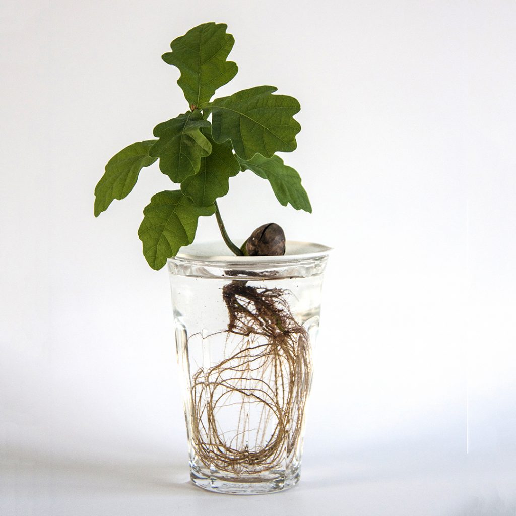 Botanopia English Oak propagation germination with plate Botanopia English Oak process. Photo