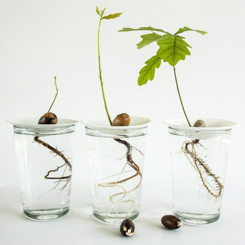 How to grow an acorn in water and transform it into a tiny oak Botanopia