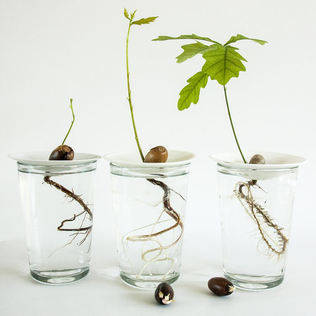 Botanopia English Oak propagation germination with plate size S Botanopia English Oak process. Photo