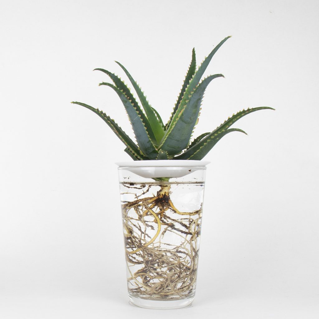 Aloe Aculeata in water with a porcelain germination plate