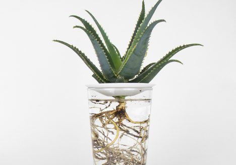 Aloe Aculeata in water with a porcelain germination plate
