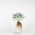 succulent in water