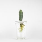 cactus with roots in water on a germination plate