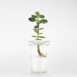 propagation of a Jade Plant in water with germination plate