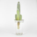 Cleistocactus with roots growing in water on a propagation plate - Botanopia