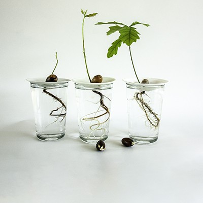 Our Germination Plates category Our germination Plates Botanopia product category