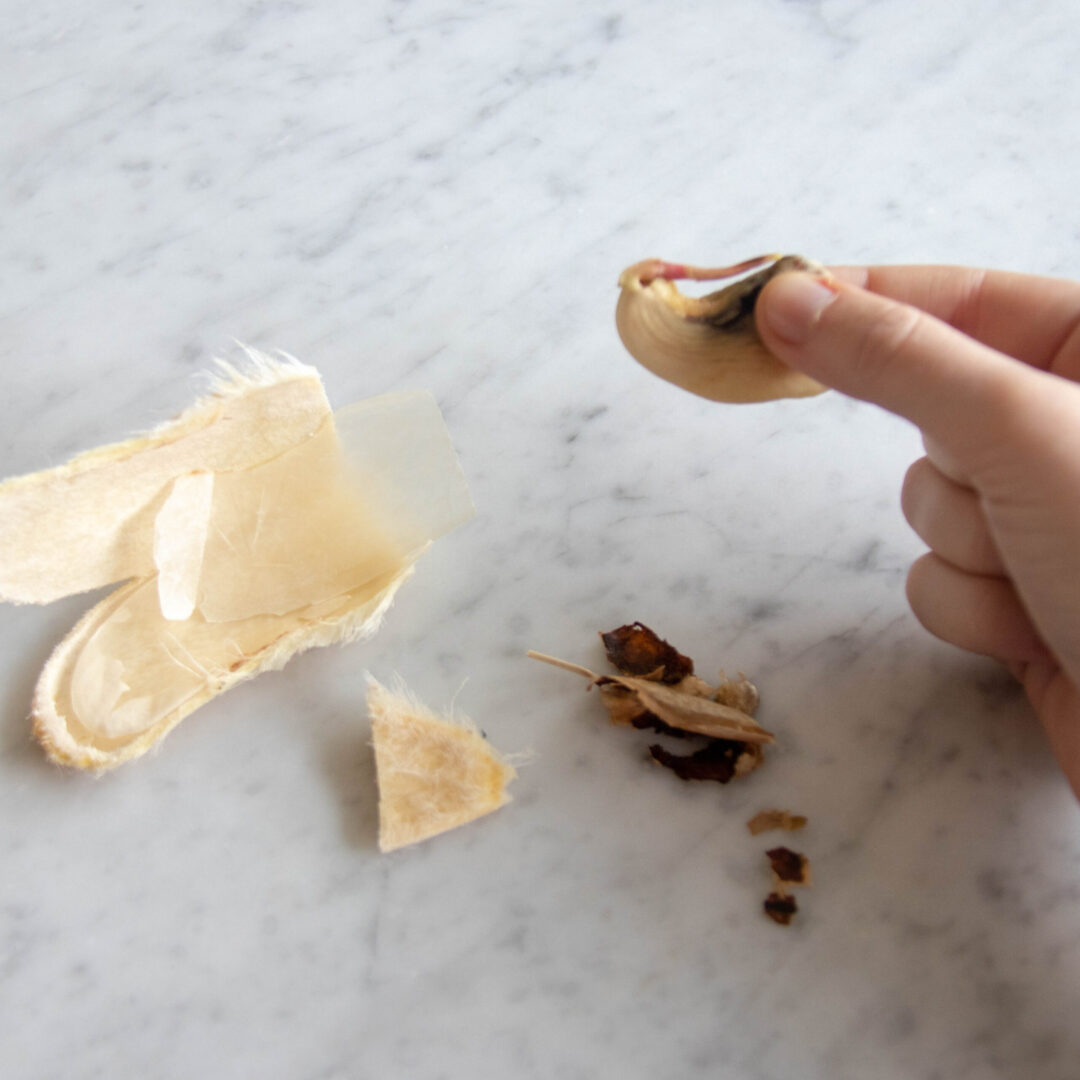 How to open the pit of a mango to get to the seed