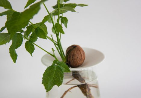 Wachstum einer Walnuss im Wasser