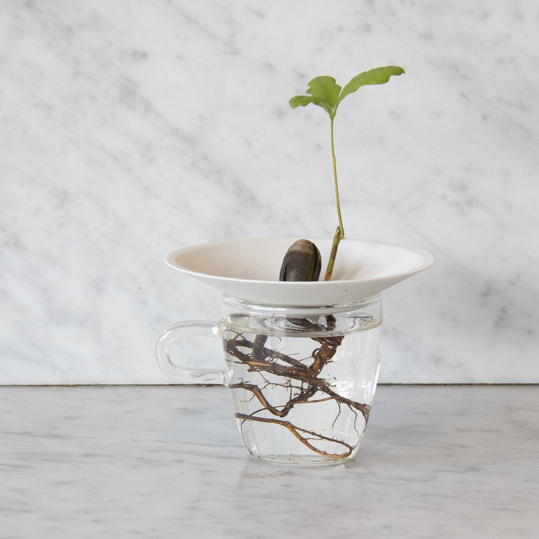 Germinated acorn growing on germination plate