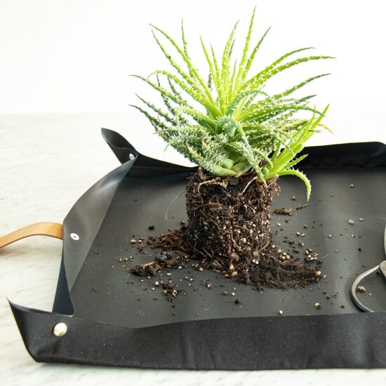 Sfeerfoto closeup van Botanopia Plantenmat voor urban gardening. Mat open in gebruik op een marmeren keukenblad. Met voorbeeld van verpot- en verzorgingsmogelijkheid van vetplant in uit de pot gehaald.