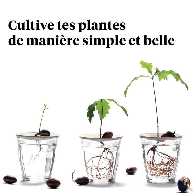 Cultive tes plantes dans l'eau de manière simple et belle mobile