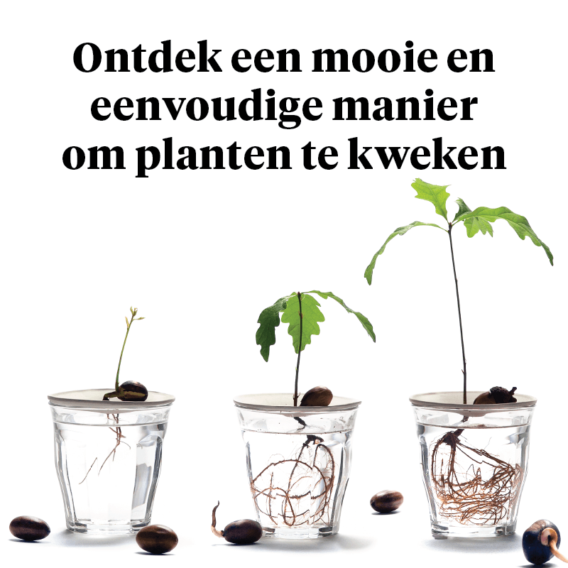 Botanopia Homepage Ontdek een mooie en eenvoudige manier om planten te kweken in water mobiel