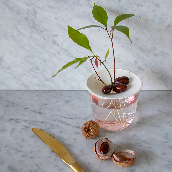 Lychee pits are easy to grow and turn into beautiful little plants in your kitchen. Elevate them above the water on our germination plate size S.