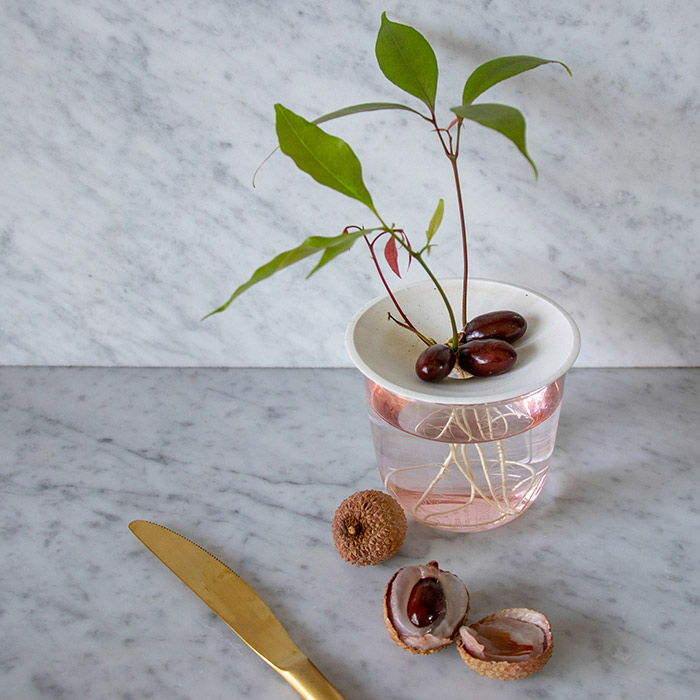 Lychee-Kerne sind einfach zu züchten und verwandeln sich in deiner Küche in schöne kleine Pflanzen. Erhebe sie über dem Wasser auf unserer Keimplatte Größe S.