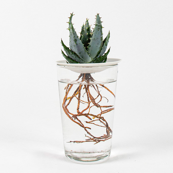 Kweek je cactus in water, dat is heel gemakkelijk en maakt het onderhoud een makkie. Gebruik onze kweekschaaltje om de plant droog te houden en te behoeden voor verrotting.