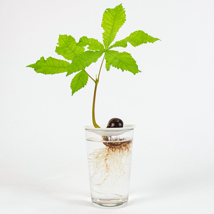 Eine gekeimte Rosskastanie wächst mit den Wurzeln im Wasser auf einer Keimplatte von Botanopia.