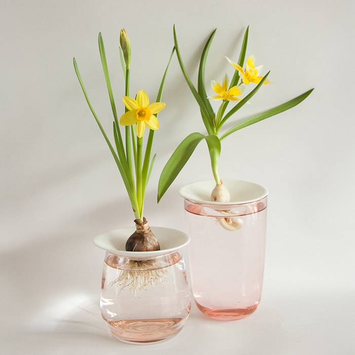 Bulbes de fleurs poussant avec leurs racines dans l'eau sur une coupelle de germination