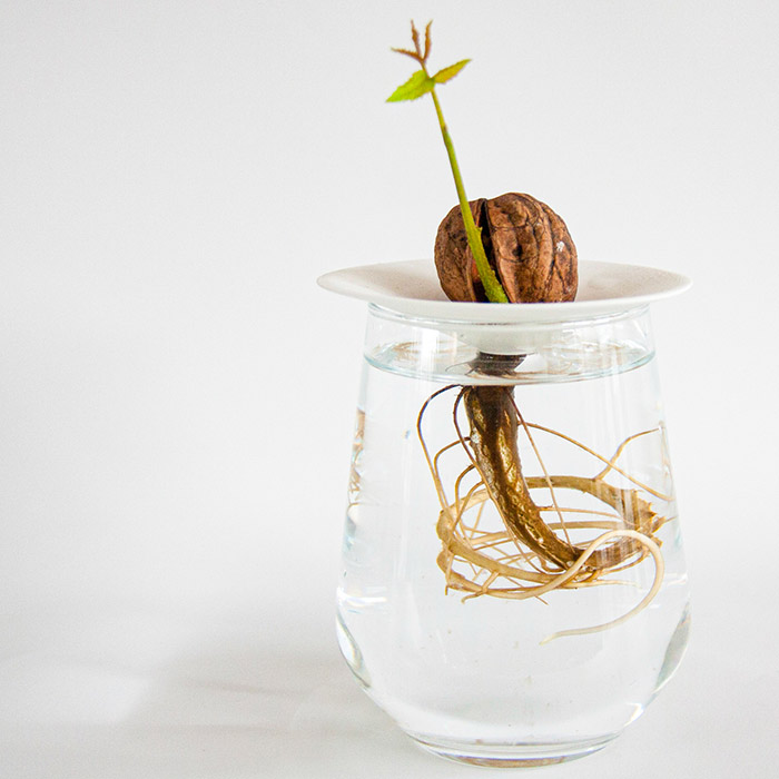 Une noix qui pousse dans l'eau avec une pousse qui sort de la coquille. Les racines poussent dans l'eau à travers le trou de notre coupelle de germination.