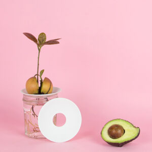 A cute growing avocado with leaves and roots on a porcelain germination plate, by Botanopia