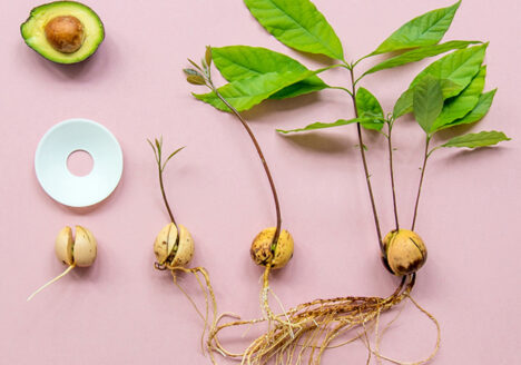 Different sizes and stages of avocado pits growing with roots and leaves with the porcelain germination plate, by Botanopia