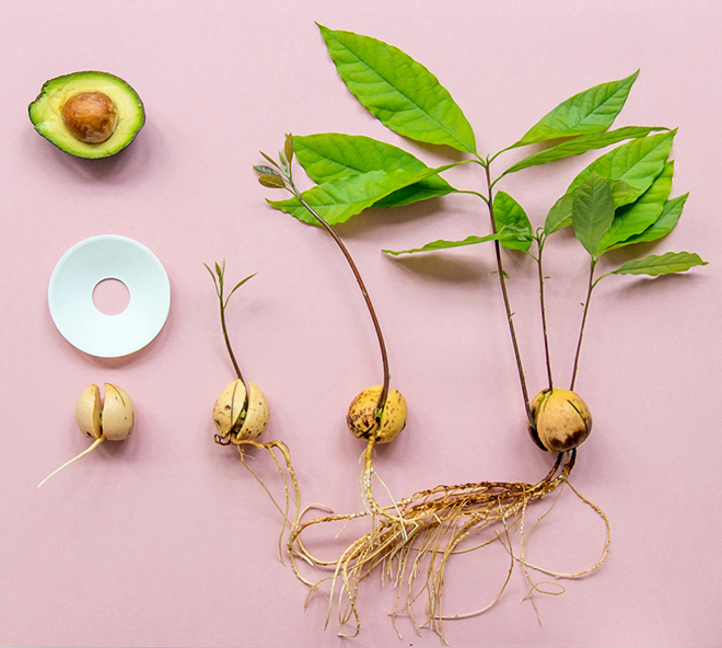 Vier avocado's van klein naar groot, door Botanopia Verschillende maten en stadia van avocadopitten die groeien met wortels en bladeren met de porseleinen ontkiemingsplaat, door Botanopia