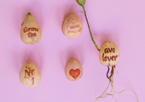 Verschiedene niedliche gravierte Avocadokerne, von Botanopia