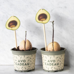 Two stages of a growing avocado plant with its stem, by Botanopia