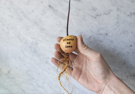 Schattige avocadopit met een gegraveerde boodschap en zijn wortels, door Botanopia