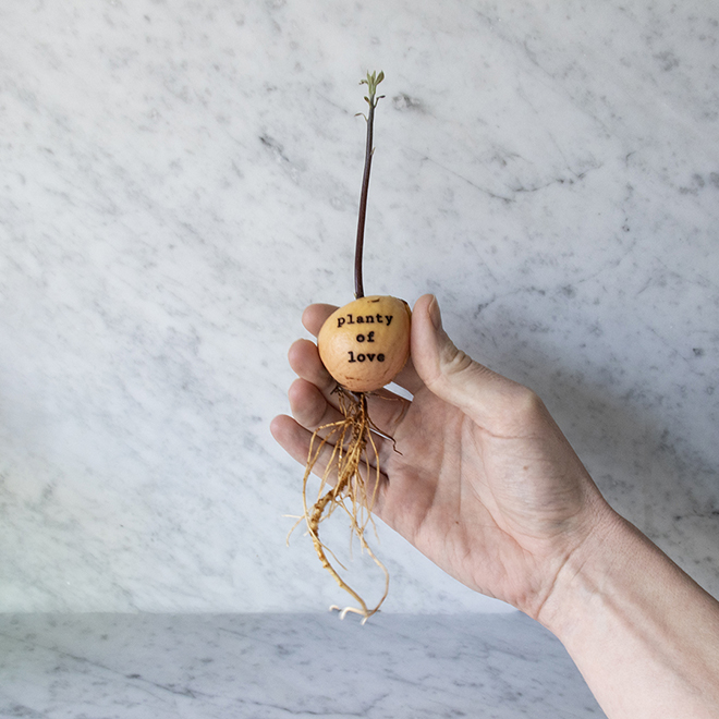 Schattige avocadopit met een gegraveerde boodschap en zijn wortels, door Botanopia