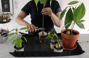 Hoe snoei je je avocadoplant om nieuwe groei te stimuleren, door avocado expert Botanopia