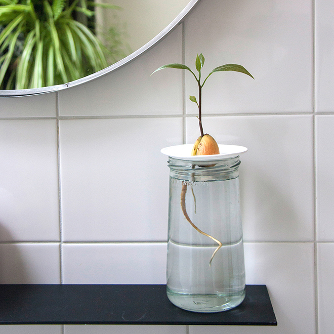 A cute avocado growing on a porcelain germination plate with the roots in the water, by Botanopia