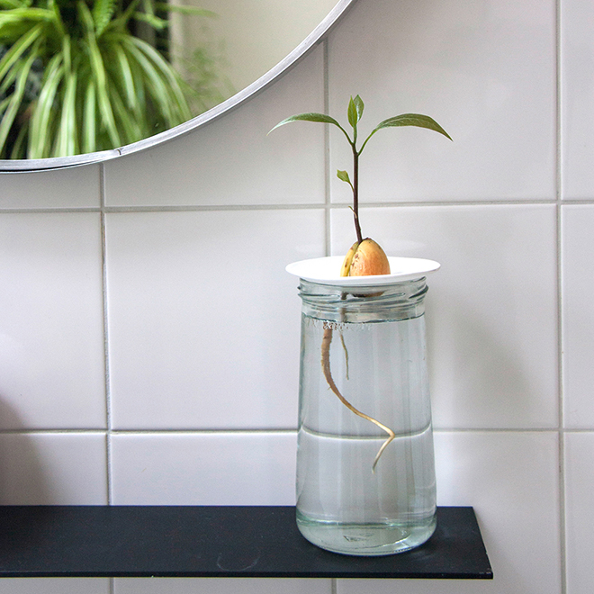 Un petit avocat qui germe sur une coupelle de germination en porcelaine avec ses racines dans l'eau, par Botanopia