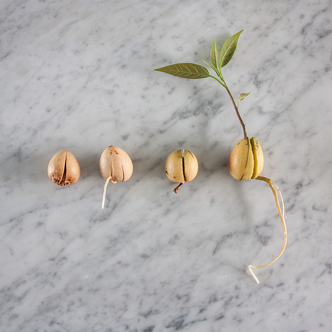 Verschiedene Größen und Stadien eines Avocadokerns, der mit seinen Wurzeln und Blättern sprießt, von Botanopia